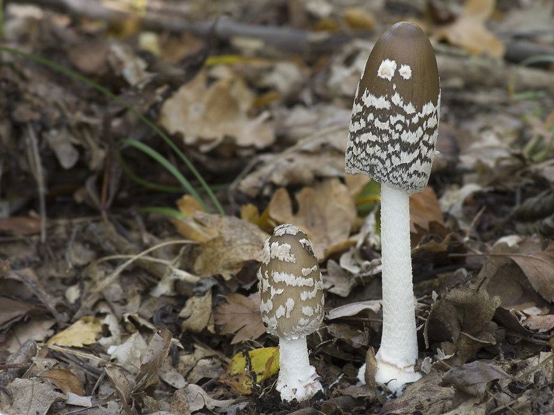 Coprinopsis picacea